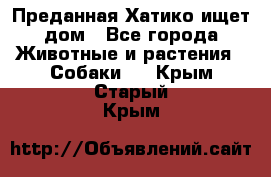 Преданная Хатико ищет дом - Все города Животные и растения » Собаки   . Крым,Старый Крым